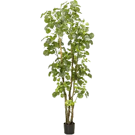 Polyscias - kunstplant - Nieuw gelanceerd