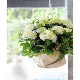 Hydrangea Endless Summer The Bride - Korting