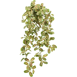 Sale - Maranta - kunstplant