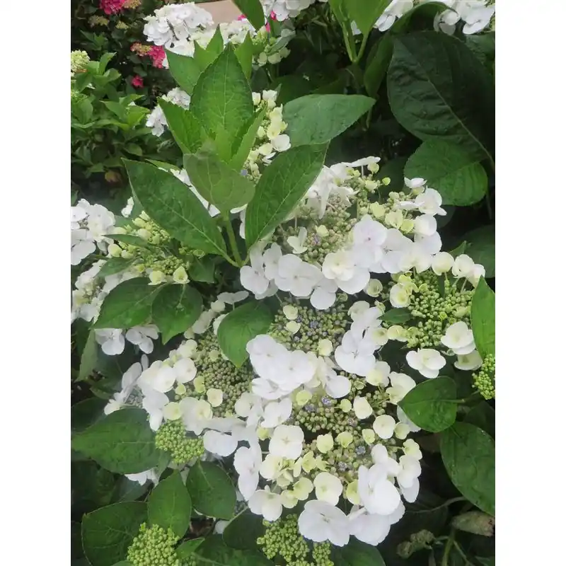 Op = op - Hydrangea Libelle
