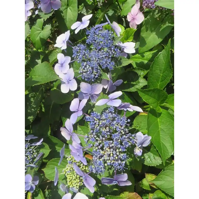 Hydrangea Mariesii Perfecta - Nu beschikbaar