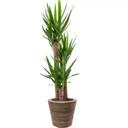Speciale deal | Yucca Elephantipes in Drypot Rattan