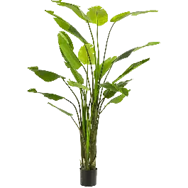 Wees er snel bij | Strelitzia XXXL - kunstplant