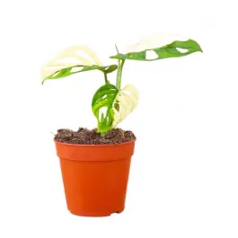 Monstera Adansonii Variegata - Laatste stuks