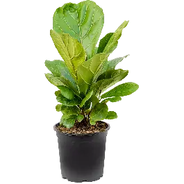 Hoge kwaliteit - Ficus lyrata struik