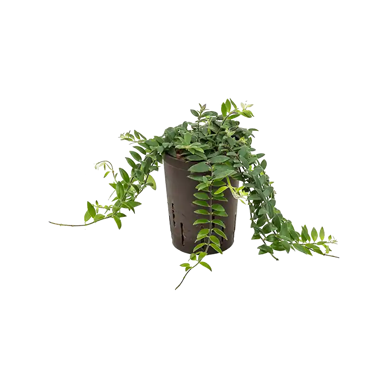 Aeschynanthus Lobbianus | Online kopen
