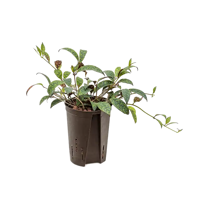Professionele kwaliteit | Aeschynanthus Marmoratus