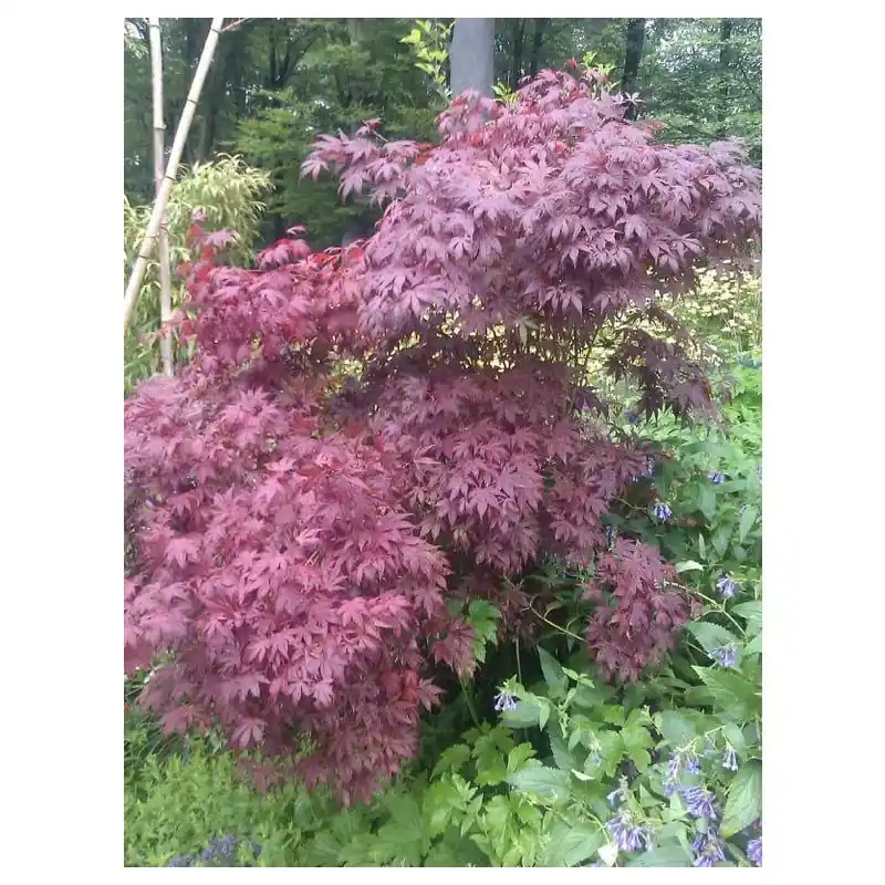 Topdeal | Acer Atropurpureum