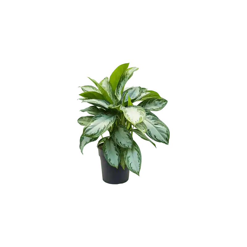 Aglaonema Silver Bay - Prijsverlaging