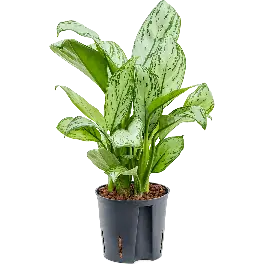 Aglaonema Christina | Topkwaliteit