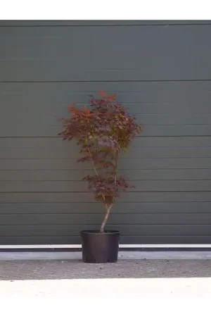Aanrader - Acer Bloodgood