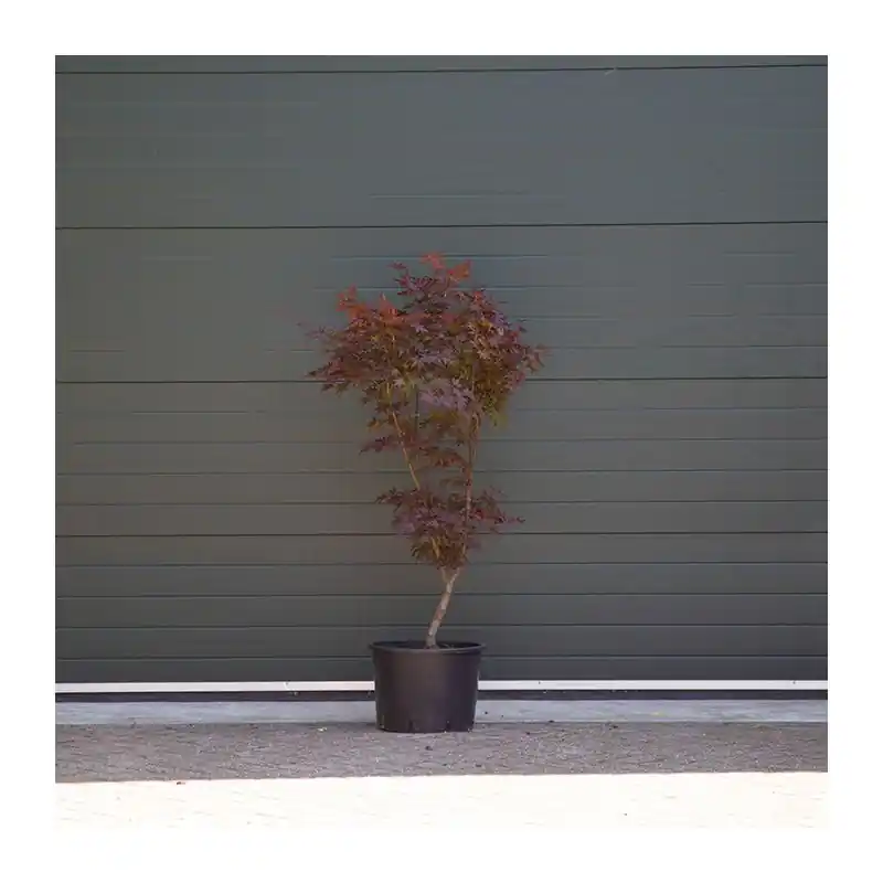 Aanrader - Acer Bloodgood