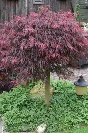 Acer Garnet | Eenvoudig retourneren