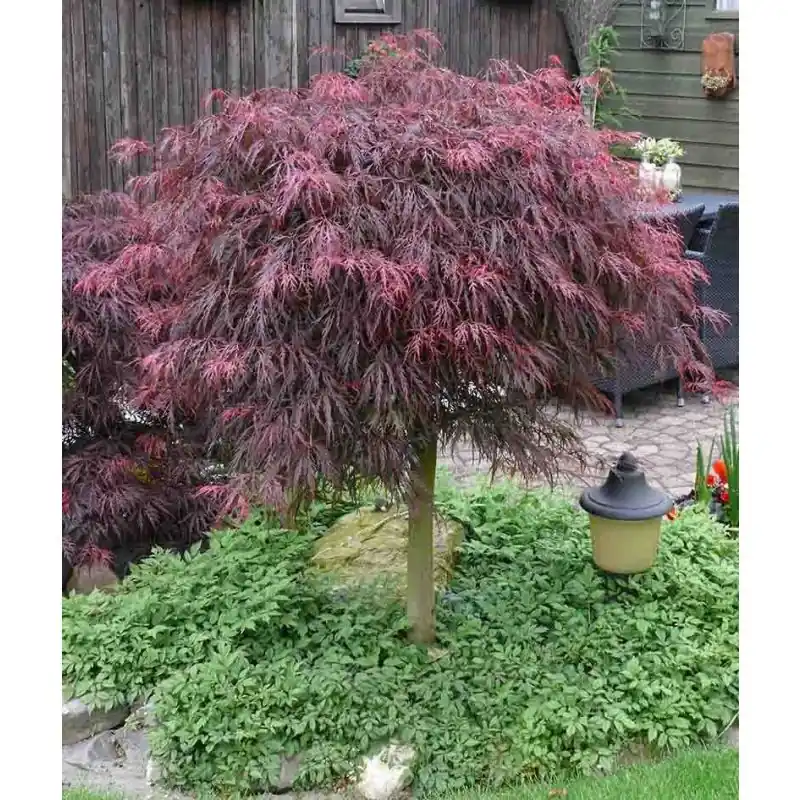 Acer Garnet | Eenvoudig retourneren