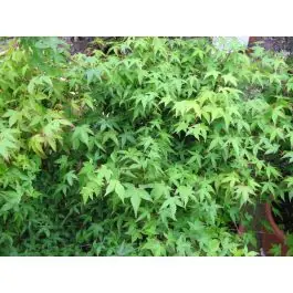 Sale - Acer Little Princess