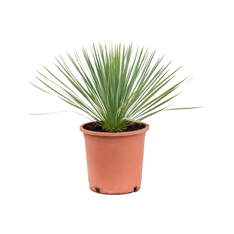 Koopje | Yucca Rostrate Crown