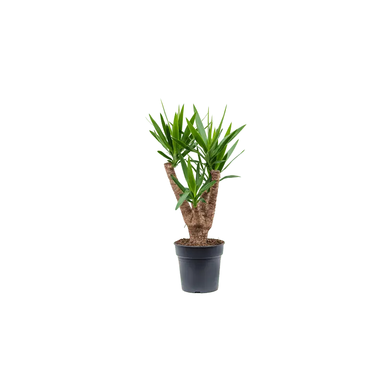Premium | Yucca elephantipes vertakt