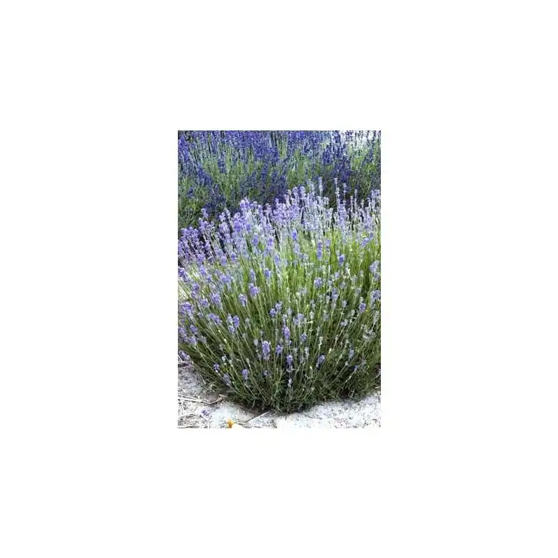 Veel voordeel | Lavandula Munstead