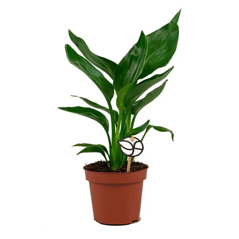 Strelitzia reginae - Slechts tijdelijk