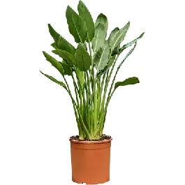 Strelitzia reginae M - Voordeelprijs
