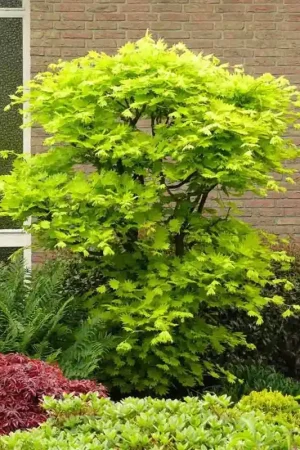 Acer Aureum - Vanaf nu beschikbaar