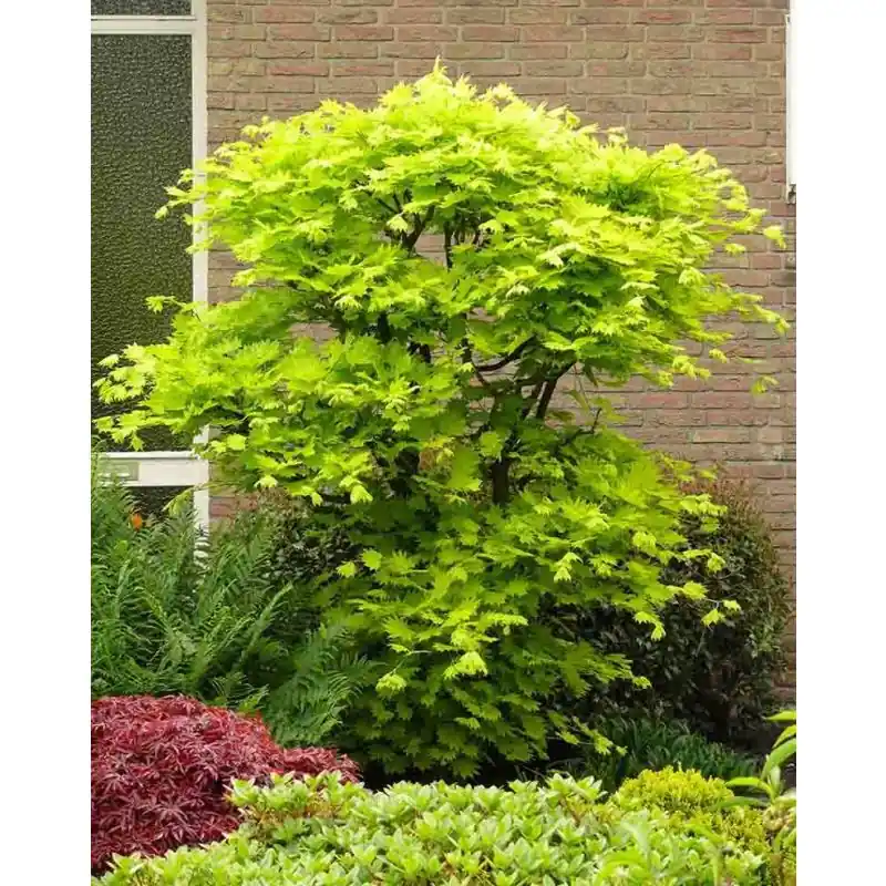 Acer Aureum - Vanaf nu beschikbaar