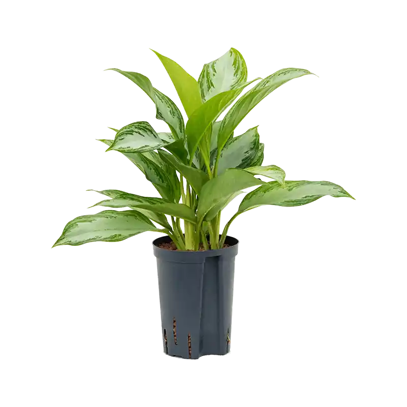 Aglaonema Silver Bay | Net binnen