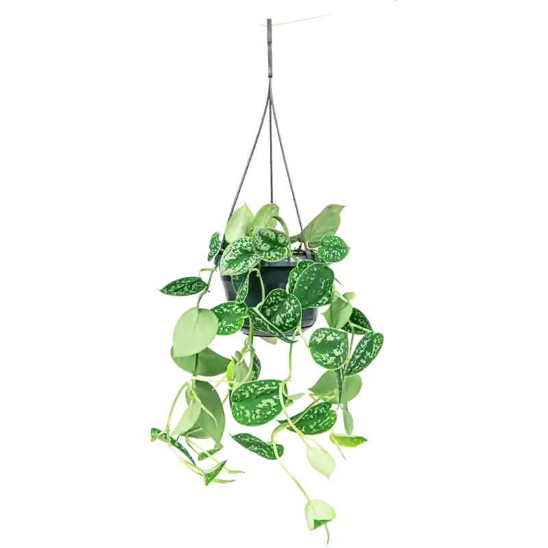 Scindapsus Pictus - Verlaagde prijs