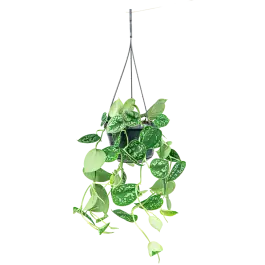 Beste prijs | Scindapsus Pictus