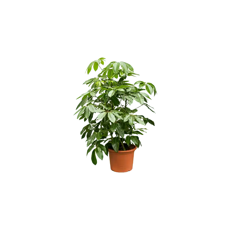 Schefflera Amate | Actie