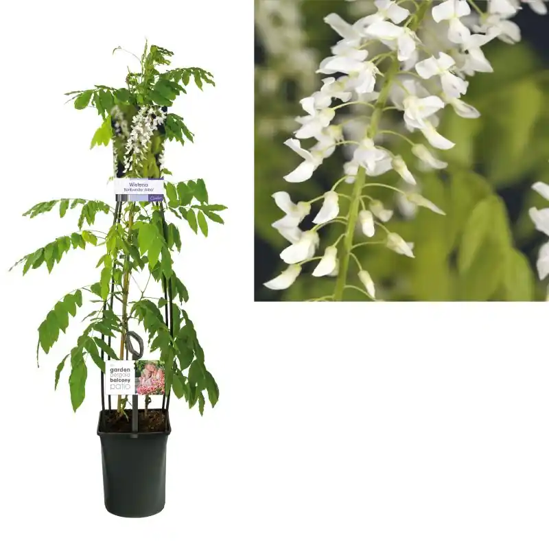 Premiumkwaliteit | Wisteria Alba