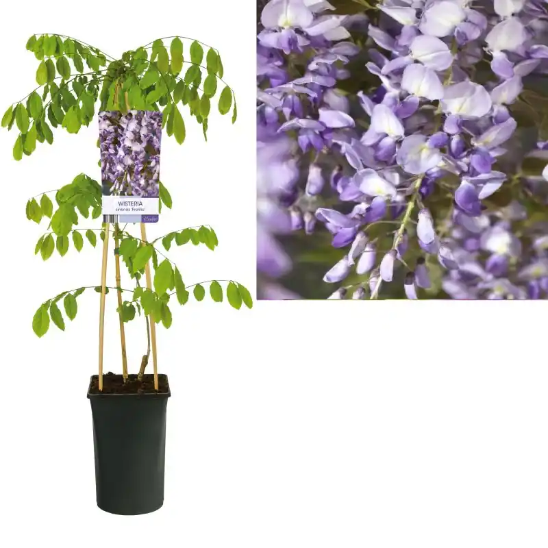 Spoedlevering | Wisteria Prolific
