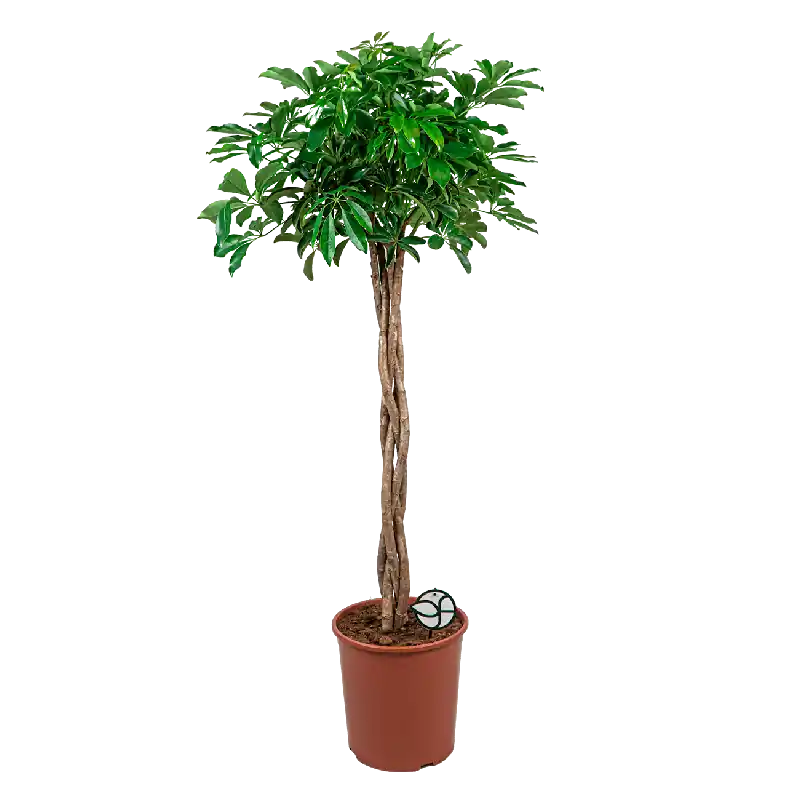 Schefflera arboricola gevlochten stam | Aanbieding