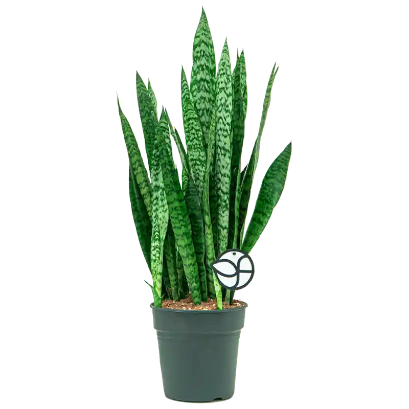 Laatste kans - Sansevieria Zeylanica