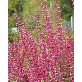 Actieprijs - Calluna Beauty Ladies rood