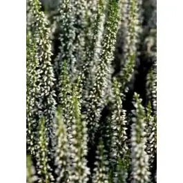 Calluna Beauty Ladies wit | Zeer goed beoordeeld