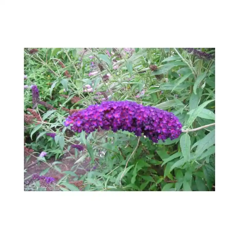 Nu beschikbaar - Buddleja Black Knight