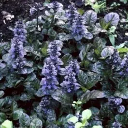 Ajuga Atropurpurea | Hoge kwaliteit