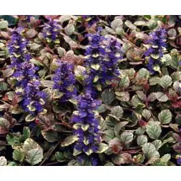 Ajuga Burgundy Glow | Veel voordeel