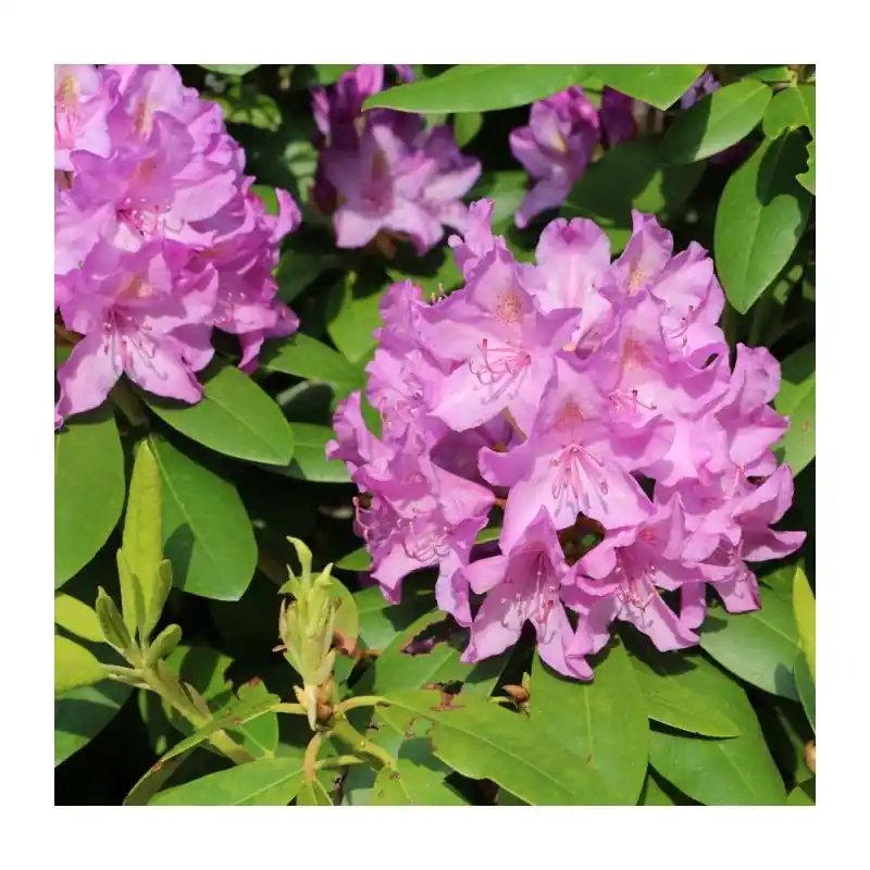 Rhododendron Catawbiense Boursault | Veel gekozen