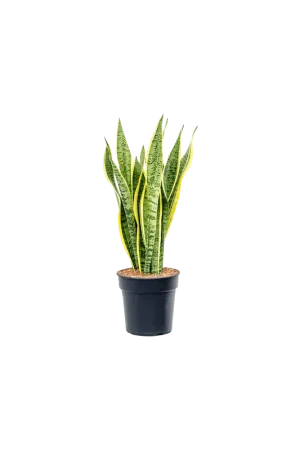 Aanbieding | Sansevieria Laurentii