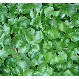 Hoge kwaliteit | Asarum europaeum