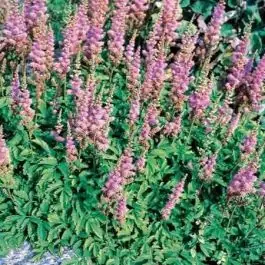 Veel voordeel | Astilbe Pumila