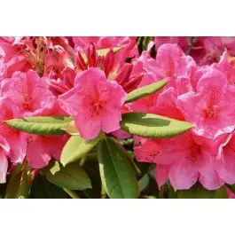 Populair | Rhododendron Cosmopolitan