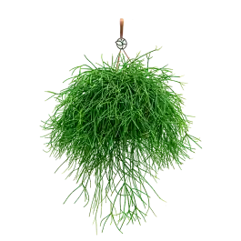 Topkwaliteit - Rhipsalis Pulchra