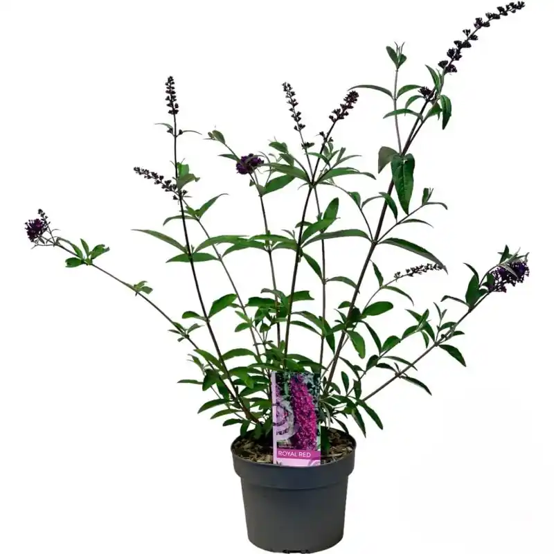 Buddleja Royal Red - Direct beschikbaar