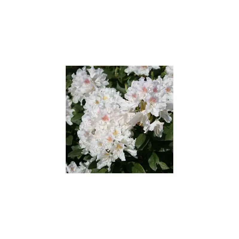 Rhododendron Cunningham‘s White - Bestel vandaag
