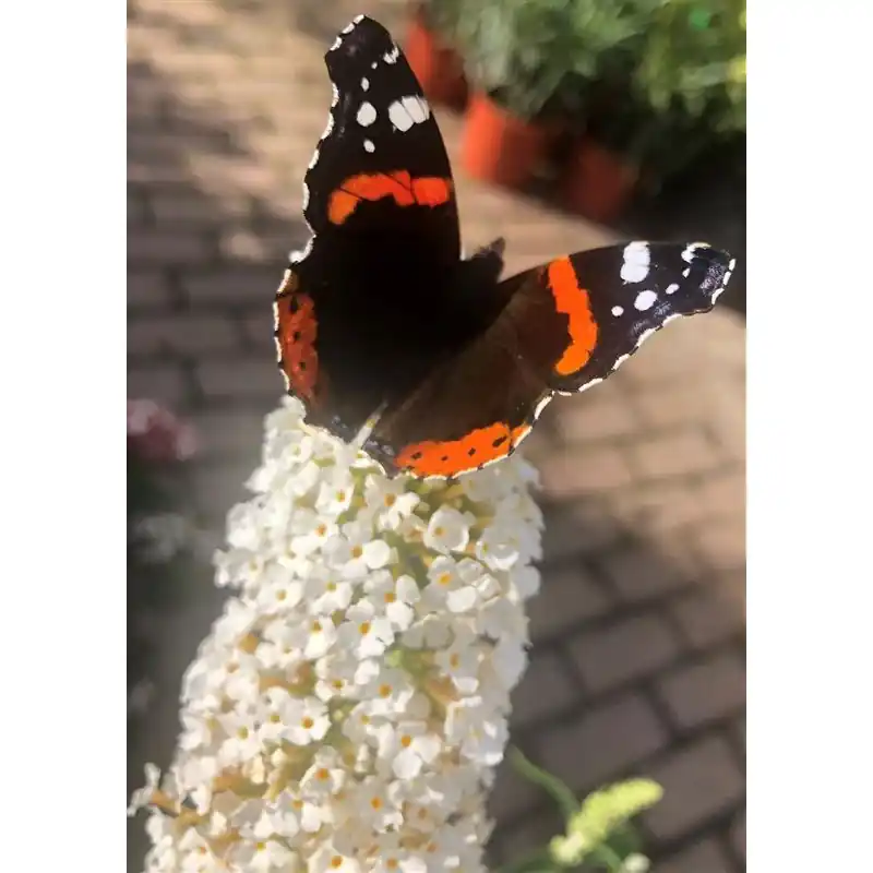 Buddleja White Profusion - Meest verkocht