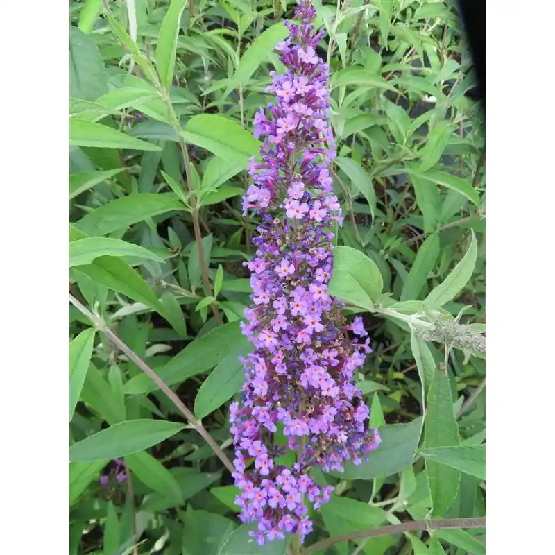 Buddleja Ile de France - Slechts tijdelijk