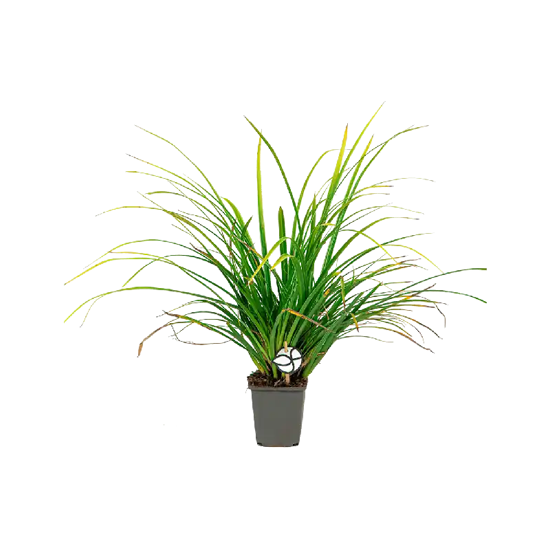 Carex Variegata - Alleen deze week